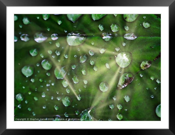 Glittering Gems of Rain Framed Mounted Print by Stephen Hamer