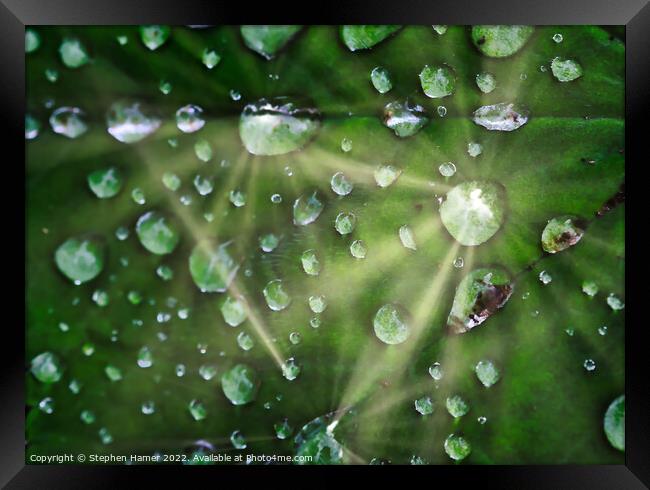 Glittering Gems of Rain Framed Print by Stephen Hamer