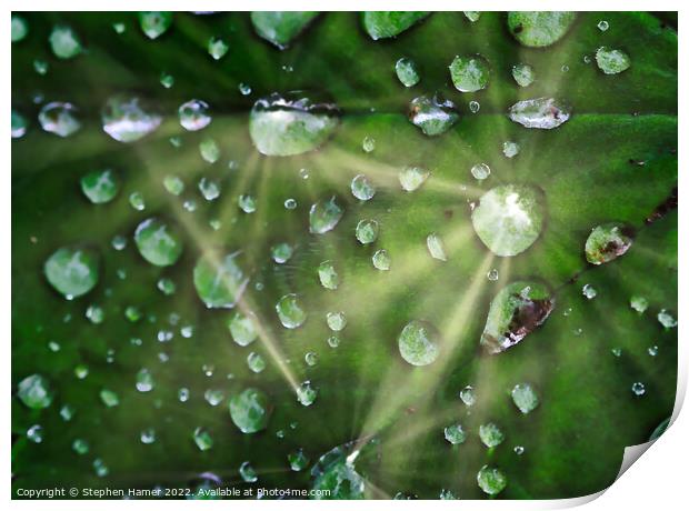 Glittering Gems of Rain Print by Stephen Hamer