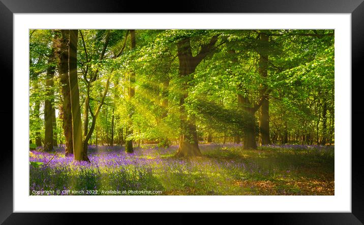 Enchanting Bluebells in a Lush Woodland Framed Mounted Print by Cliff Kinch