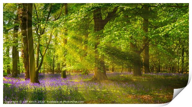 Enchanting Bluebells in a Lush Woodland Print by Cliff Kinch