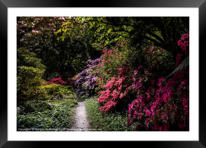 Vibrant Azaleas in the mysterious magical Penjerri Framed Mounted Print by Gordon Scammell