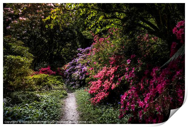 Vibrant Azaleas in the mysterious magical Penjerri Print by Gordon Scammell