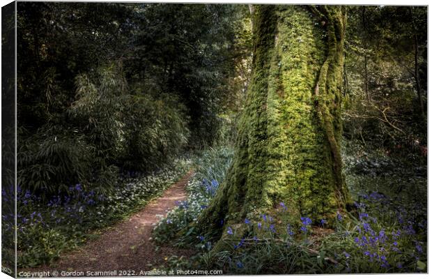 The magical mysterious Penjerrick Gardens in Cornw Canvas Print by Gordon Scammell