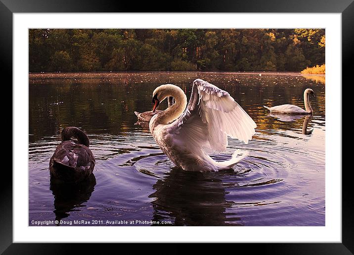 Morning Swans Framed Mounted Print by Doug McRae