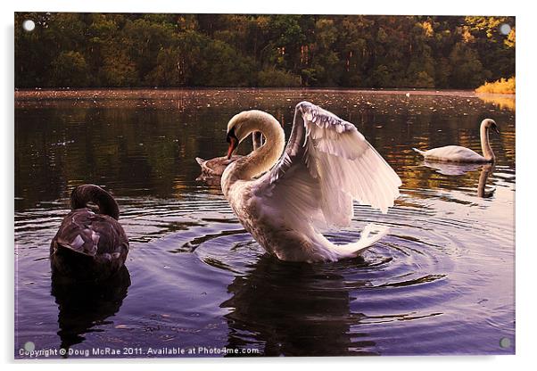 Morning Swans Acrylic by Doug McRae