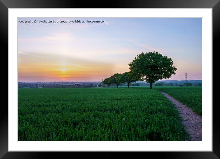 Four Trees In A Row At Sunrise Framed Mounted Print by rawshutterbug 