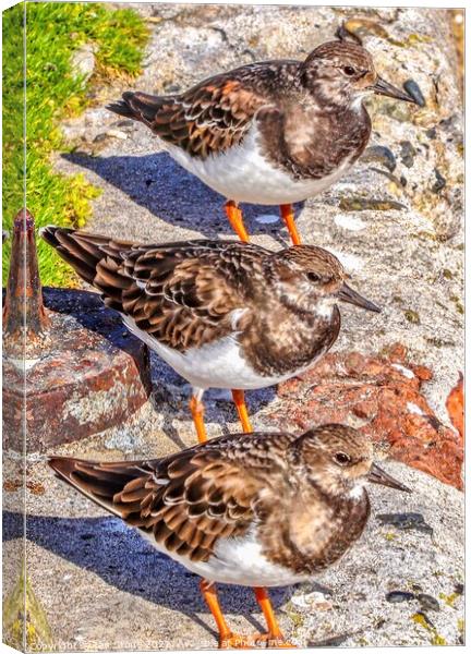 St.Ives Turnstones  Canvas Print by Ian Stone