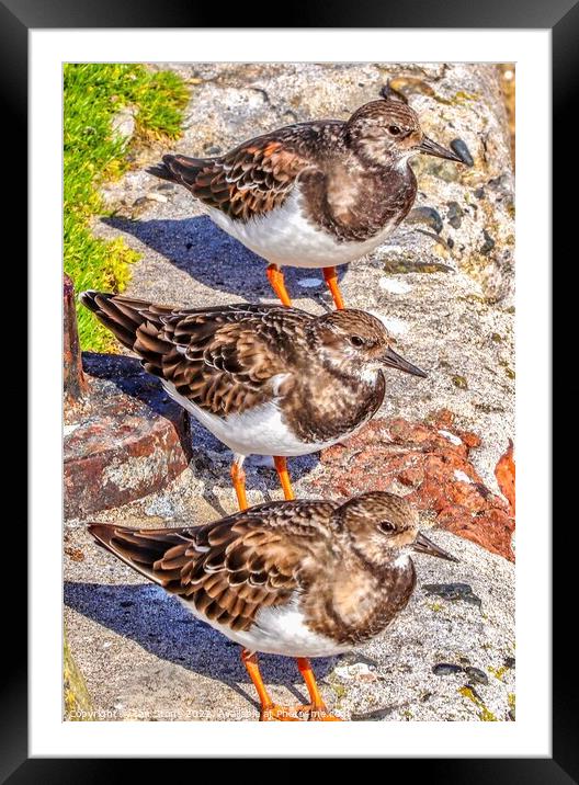 St.Ives Turnstones  Framed Mounted Print by Ian Stone