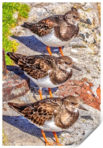 St.Ives Turnstones  Print by Ian Stone