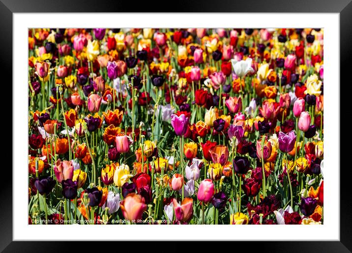 Mixed Tulips Framed Mounted Print by Owen Edmonds