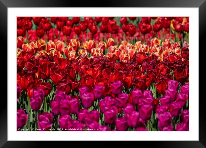 Colourful Tulips Framed Mounted Print by Owen Edmonds