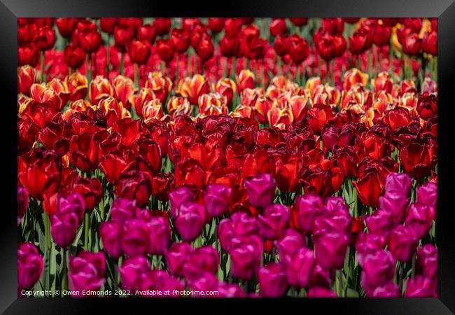 Colourful Tulips Framed Print by Owen Edmonds