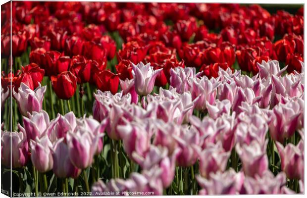 Pink and Red Tulips Canvas Print by Owen Edmonds