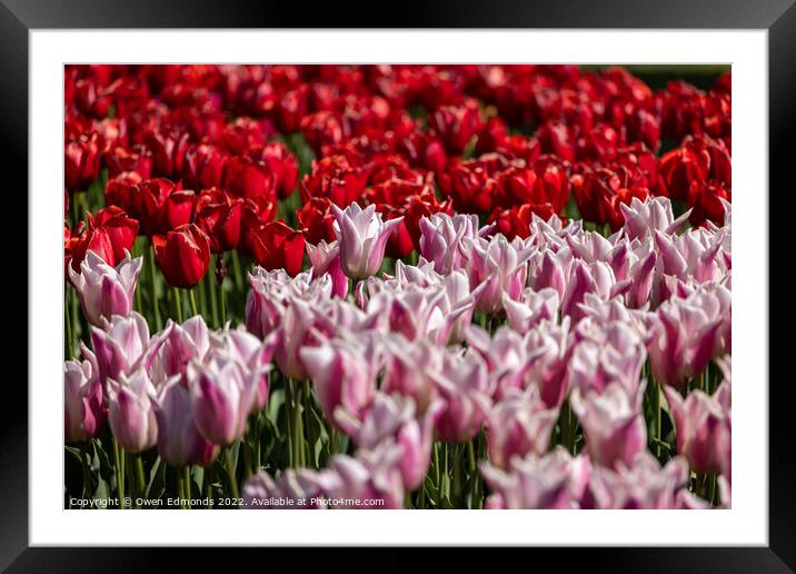 Pink and Red Tulips Framed Mounted Print by Owen Edmonds