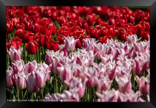 Pink and Red Tulips Framed Print by Owen Edmonds