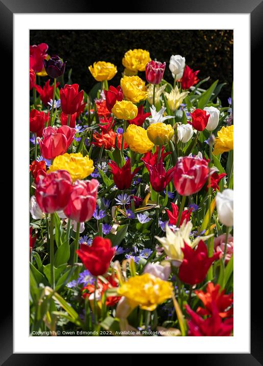 Multi-Coloured Flowers Framed Mounted Print by Owen Edmonds