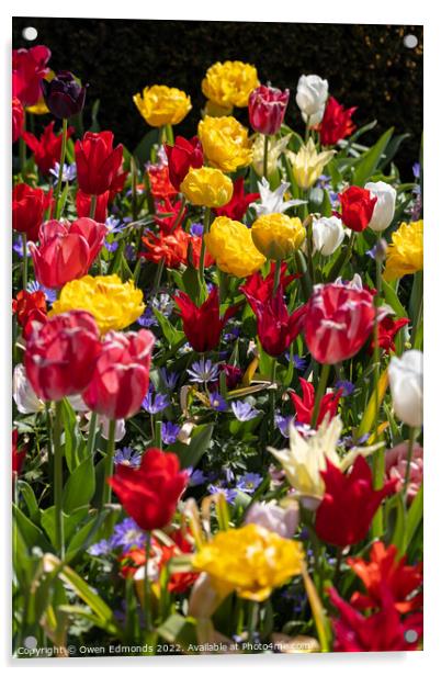 Multi-Coloured Flowers Acrylic by Owen Edmonds