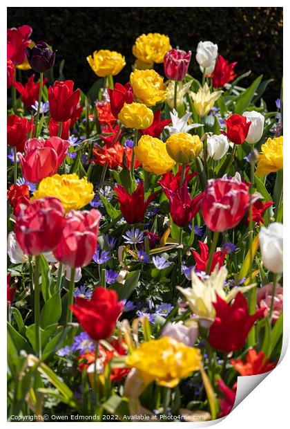 Multi-Coloured Flowers Print by Owen Edmonds