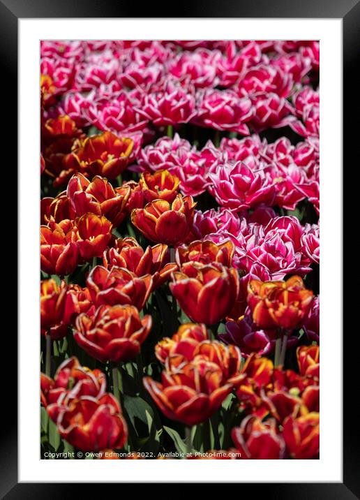 Pink and Orange Tulips Framed Mounted Print by Owen Edmonds