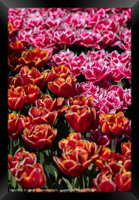 Pink and Orange Tulips Framed Print by Owen Edmonds