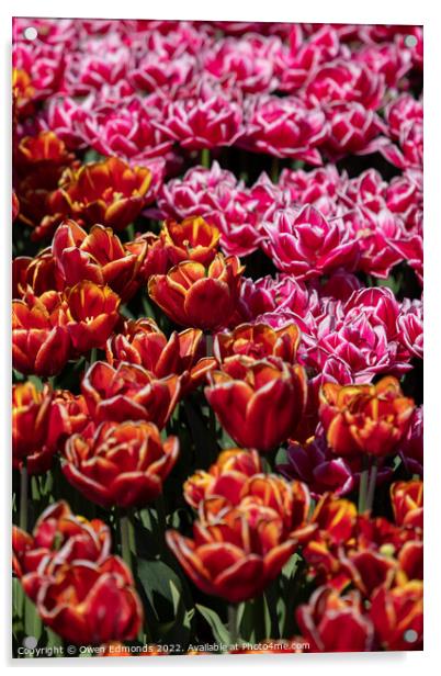 Pink and Orange Tulips Acrylic by Owen Edmonds