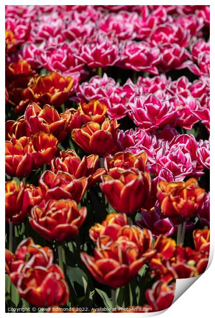 Pink and Orange Tulips Print by Owen Edmonds