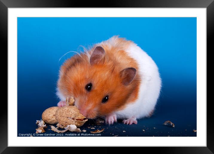Syrian Hamster Framed Mounted Print by Drew Gardner