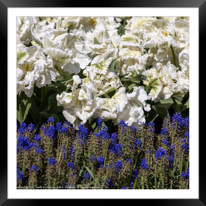 White and Blue Framed Mounted Print by Owen Edmonds