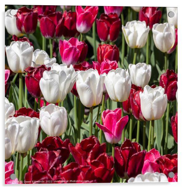 Tulips Acrylic by Owen Edmonds