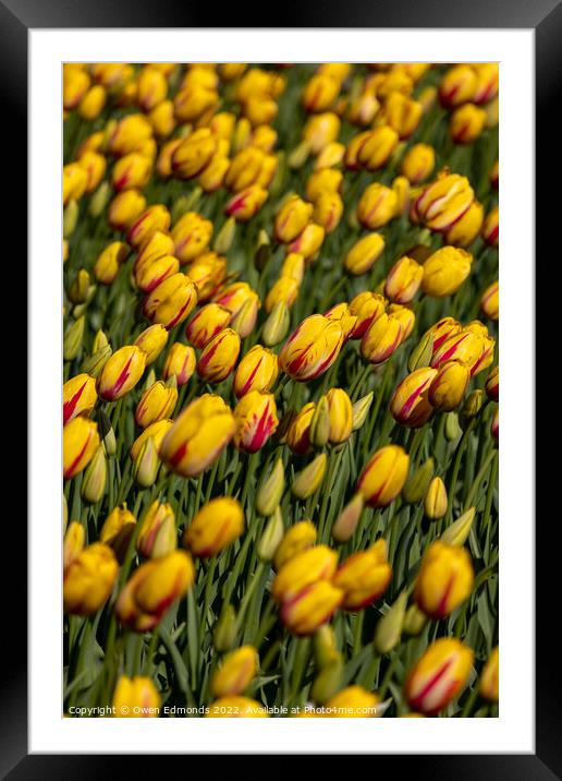 Stunning Yellow and Red Tulips Framed Mounted Print by Owen Edmonds