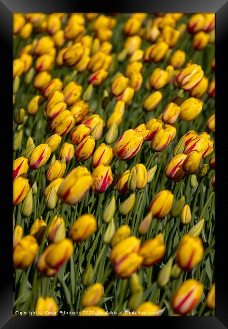 Stunning Yellow and Red Tulips Framed Print by Owen Edmonds