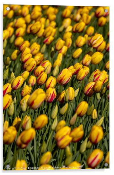 Stunning Yellow and Red Tulips Acrylic by Owen Edmonds
