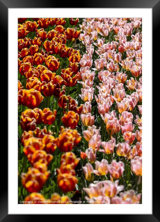 Pink and Red Tulips Framed Mounted Print by Owen Edmonds