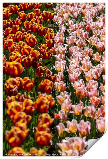 Pink and Red Tulips Print by Owen Edmonds