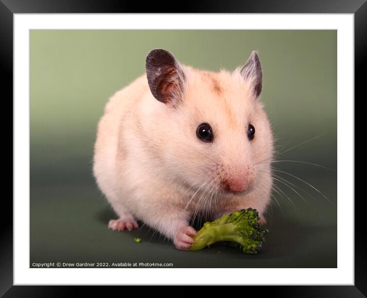 Syrian Hamster  Framed Mounted Print by Drew Gardner
