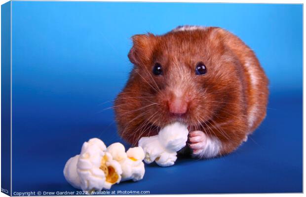 Syrian Hamster Canvas Print by Drew Gardner