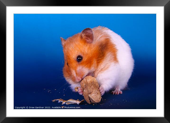 Syrian Hamster Framed Mounted Print by Drew Gardner
