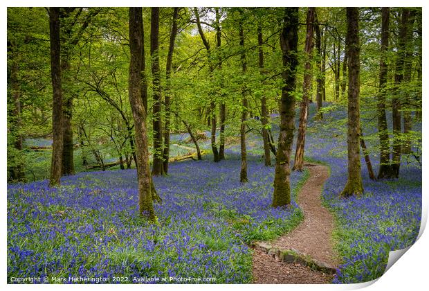Fishgarths Woods Bluebells, The Lake District Print by Mark Hetherington