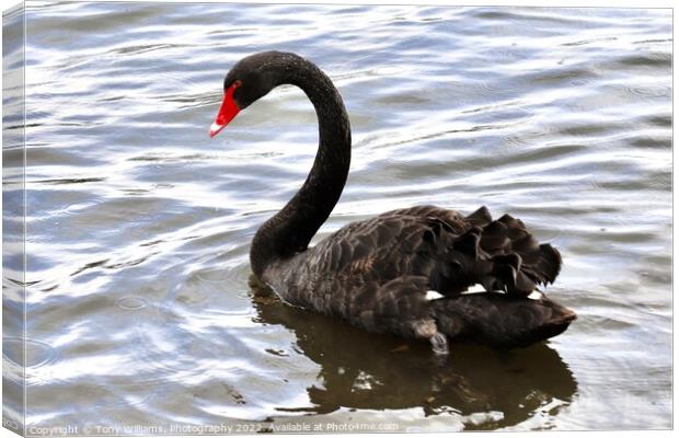 Black Swan Canvas Print by Tony Williams. Photography email tony-williams53@sky.com