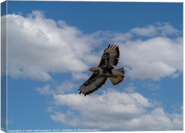 Buzzard soaring the sky Canvas Print by Mark Hetherington