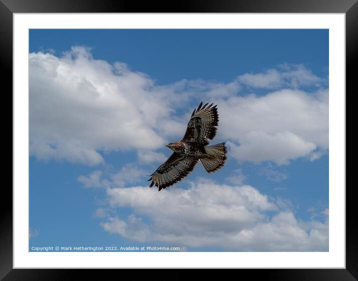 Buzzard soaring the sky Framed Mounted Print by Mark Hetherington