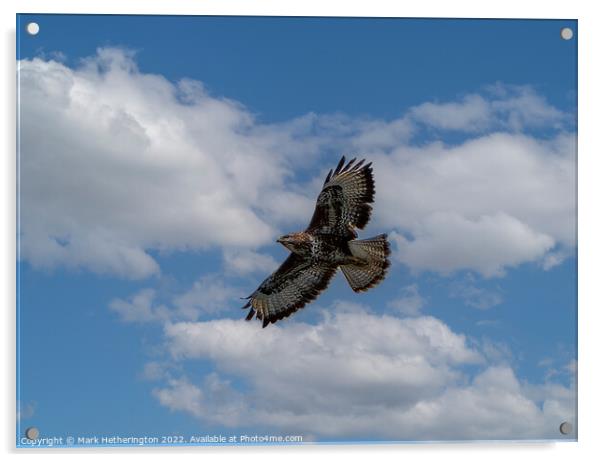 Buzzard soaring the sky Acrylic by Mark Hetherington