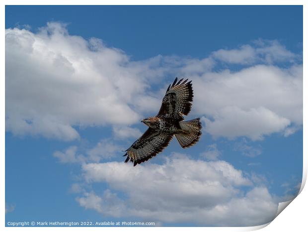 Buzzard soaring the sky Print by Mark Hetherington