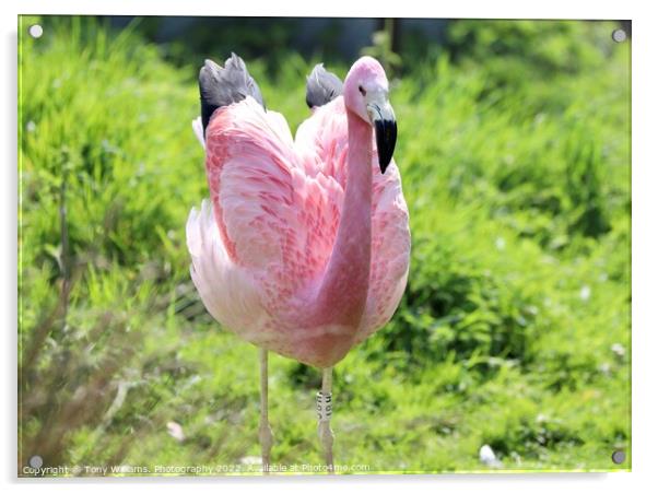 A flamingo Acrylic by Tony Williams. Photography email tony-williams53@sky.com