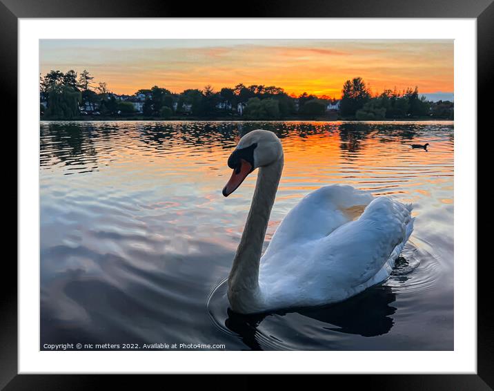 Roath Park Swan swimming in the lake  Framed Mounted Print by nic 744