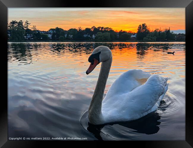 Roath Park Swan swimming in the lake  Framed Print by nic 744