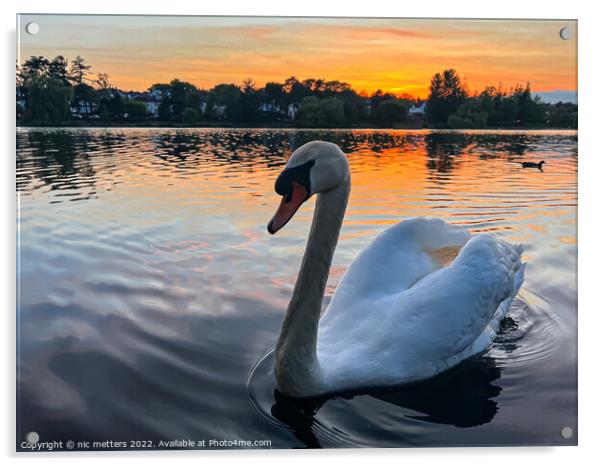 Roath Park Swan swimming in the lake  Acrylic by nic 744