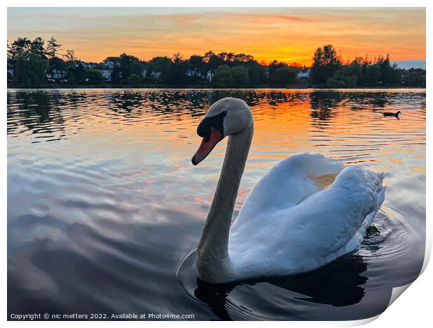 Roath Park Swan swimming in the lake  Print by nic 744