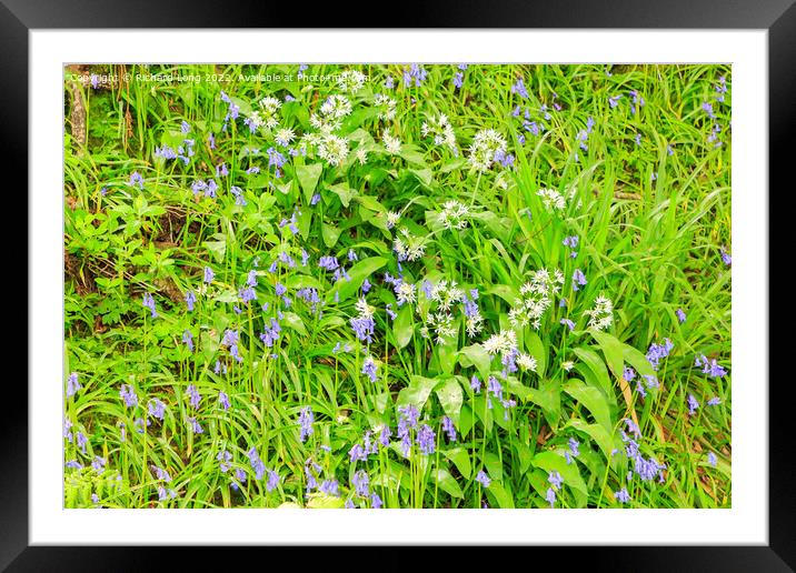 Bluebells and Wild Garlic Framed Mounted Print by Richard Long